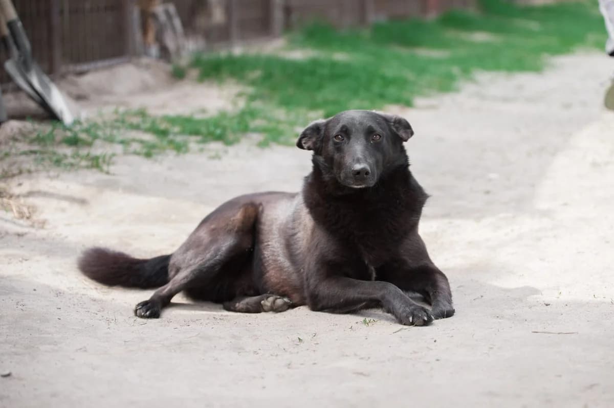 Chernish (Черниш), male Mixed Breed for adoption at Притулок Best Friends