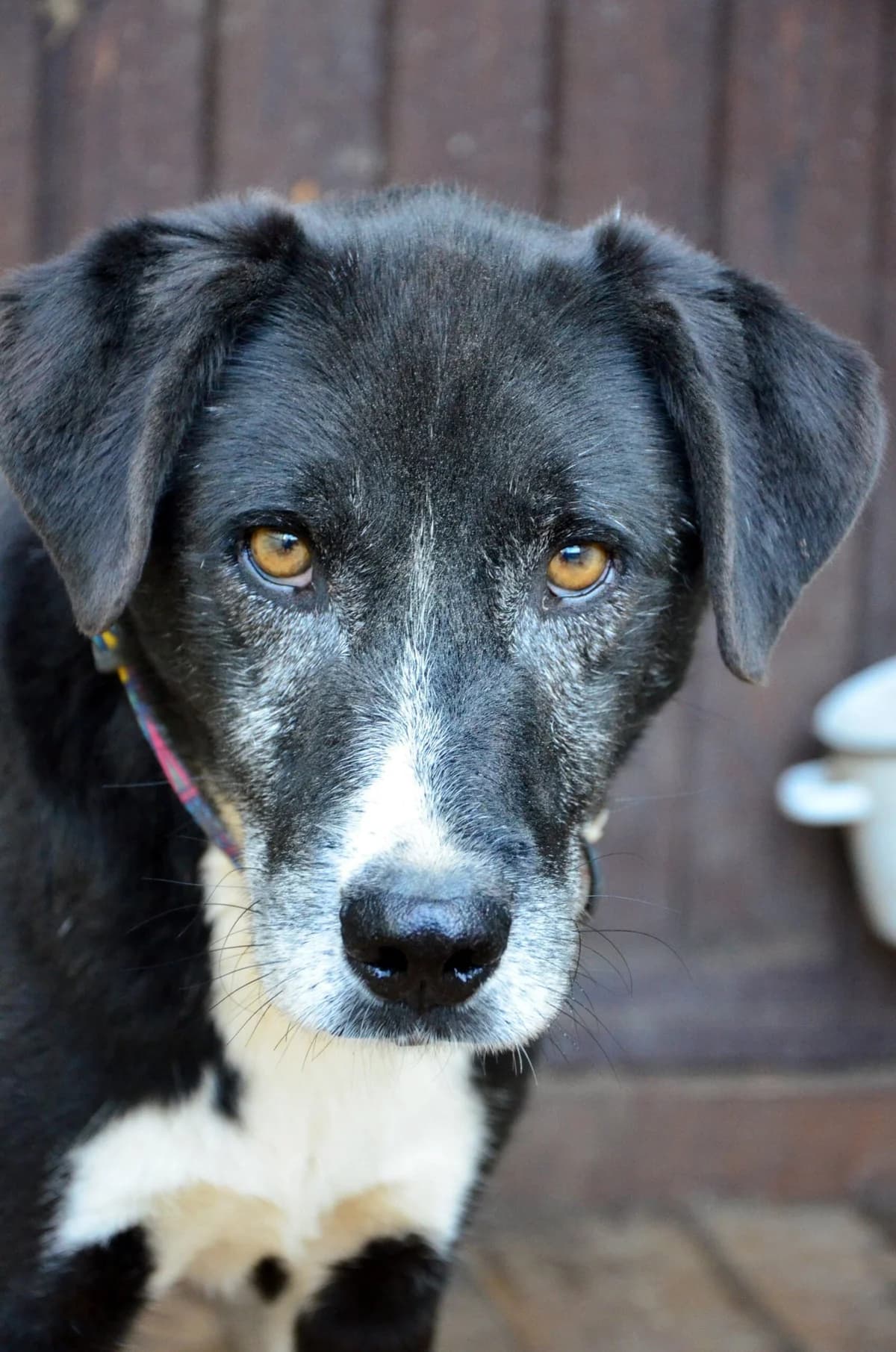 Rokki (Роккі), male Mixed Breed for adoption at Притулок Best Friends