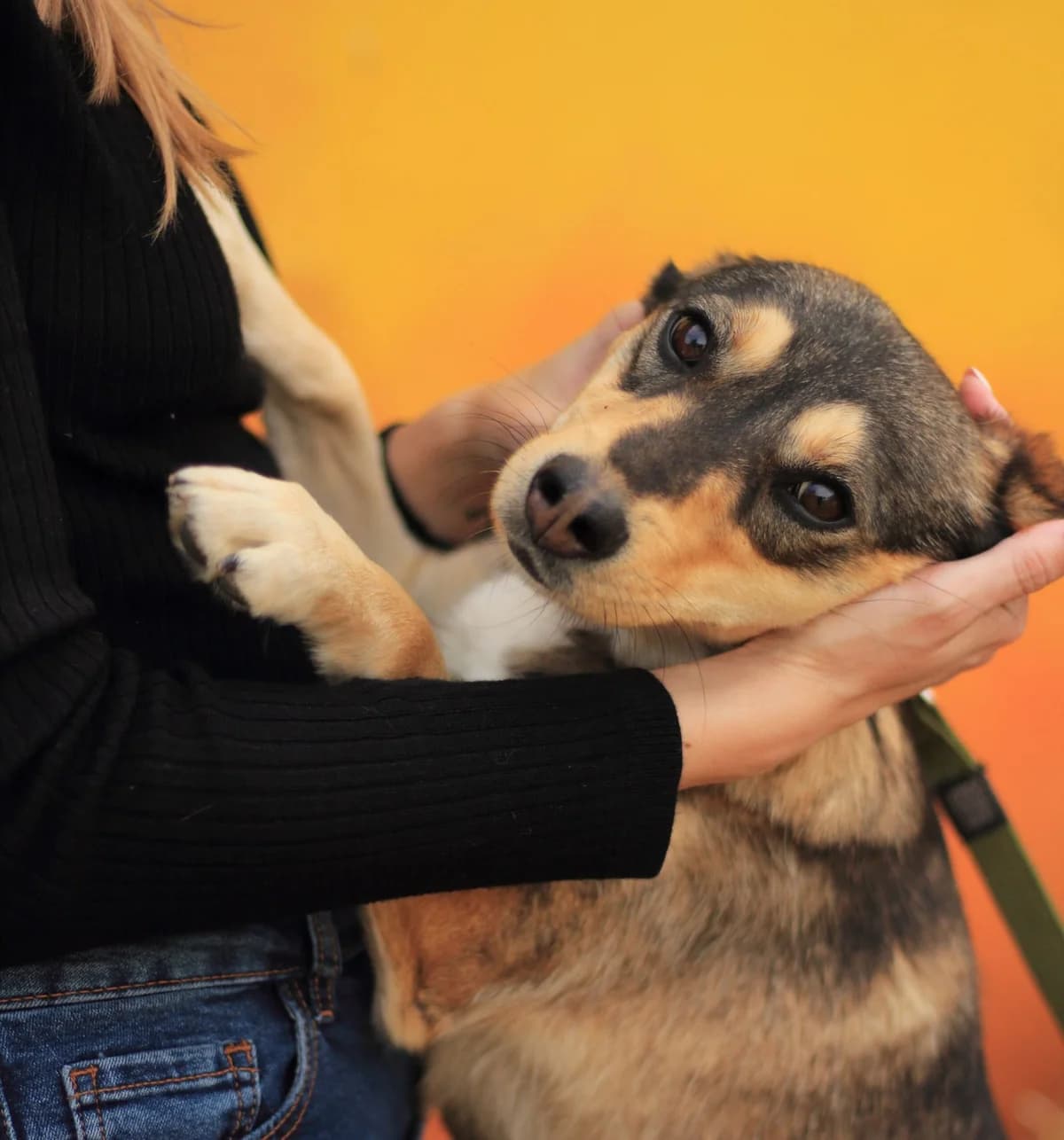 Oliviya (Олівія), female Mixed Breed for adoption at Притулок Best Friends