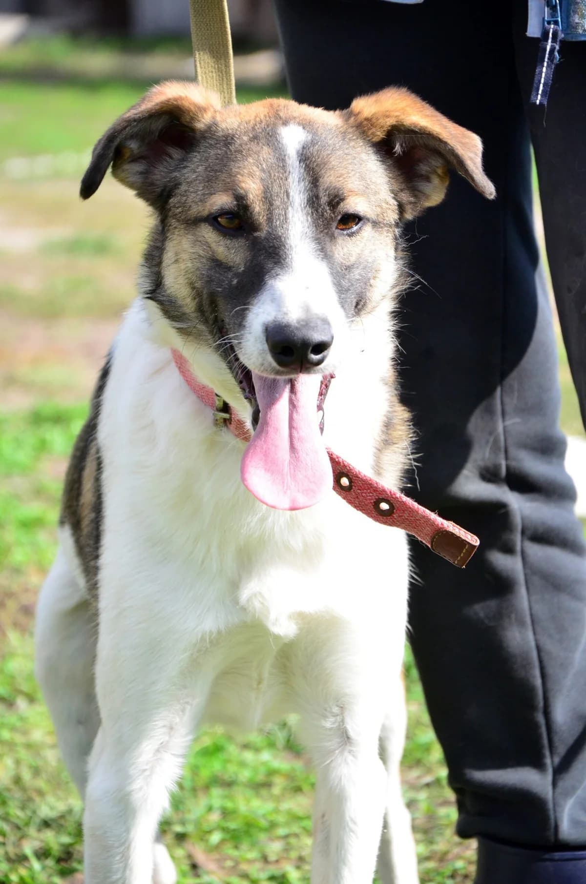 Khyuston (Хьюстон), male Mixed Breed for adoption at Притулок Best Friends