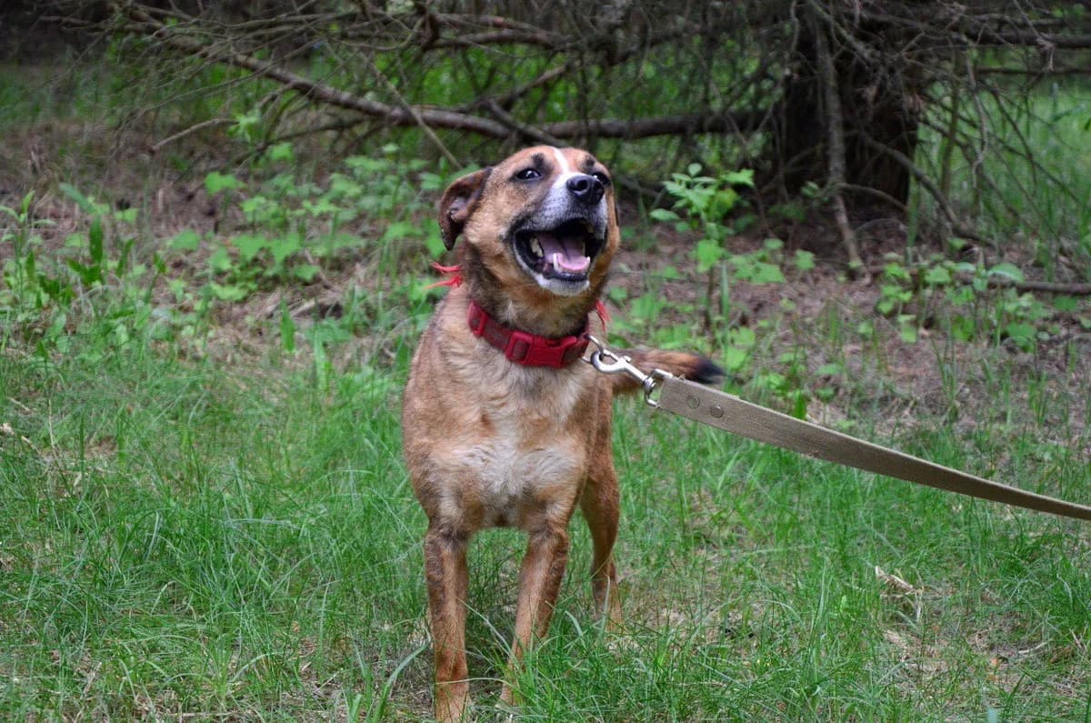 Gordon (Гордон), male Mixed Breed for adoption at Притулок Best Friends
