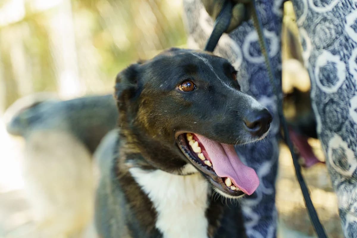 Shirli (Ширлі), female Mixed Breed for adoption at Притулок Best Friends