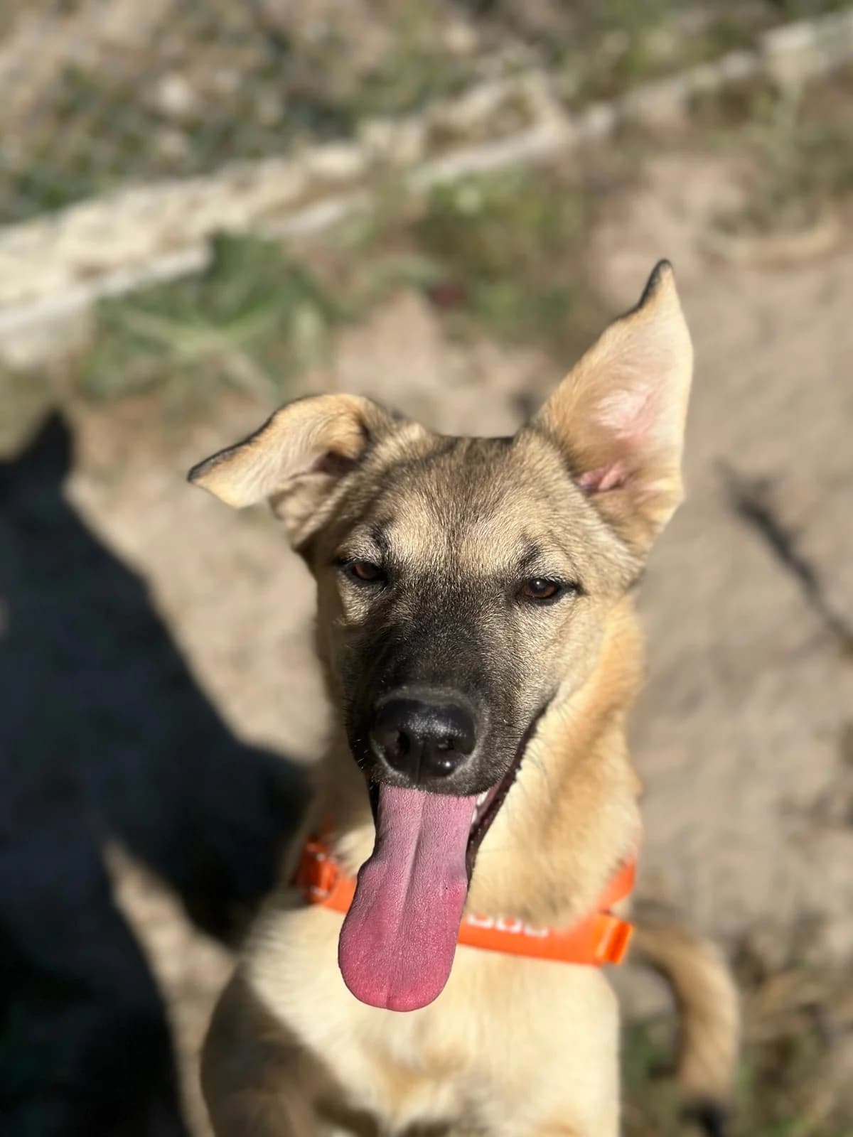 Ayris (Айріс), female Mixed Breed for adoption at Притулок Best Friends