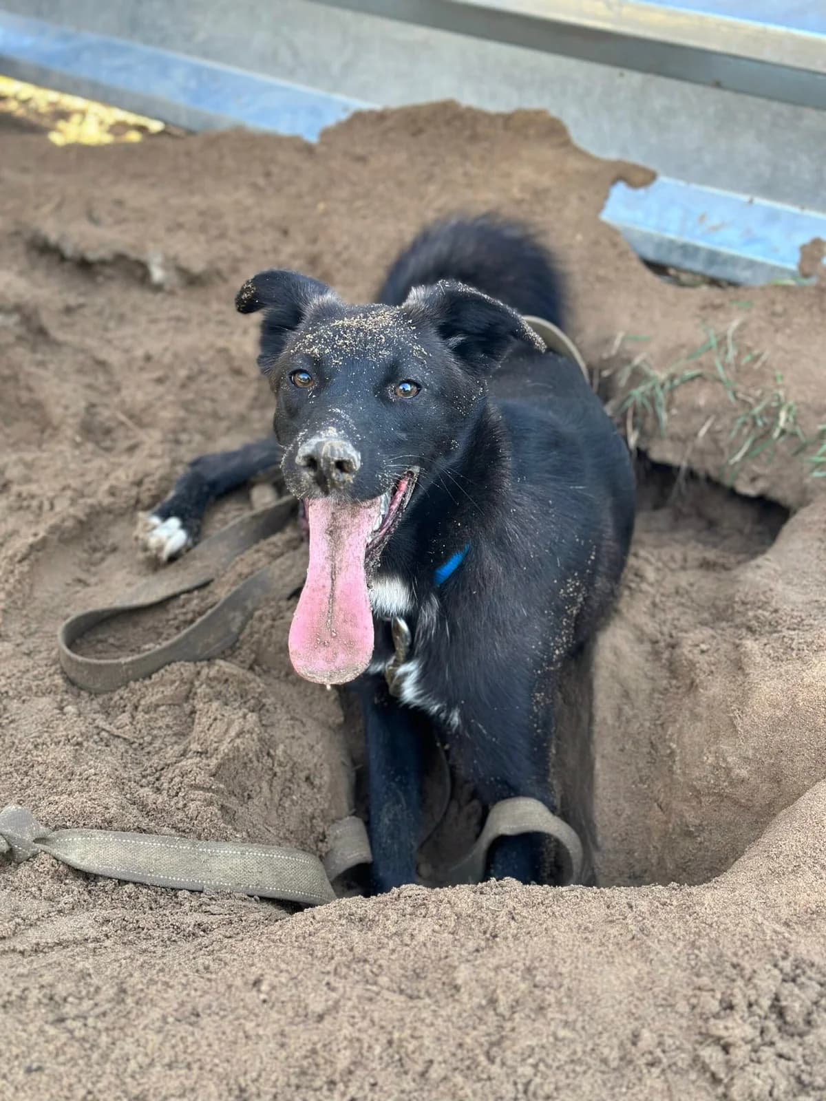 Ketrin (Кетрін), female Mixed Breed for adoption at Притулок Best Friends