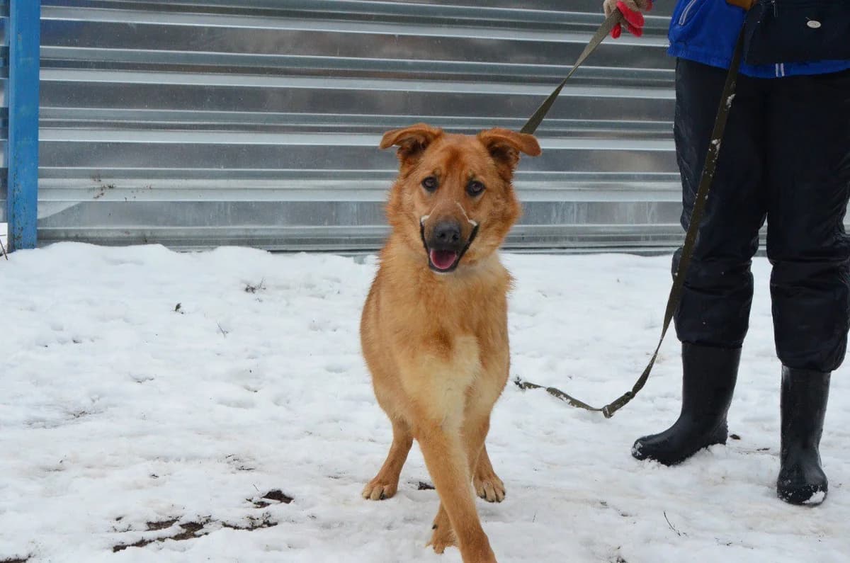 Sorri (Соррі), female Mixed Breed for adoption at Притулок Best Friends