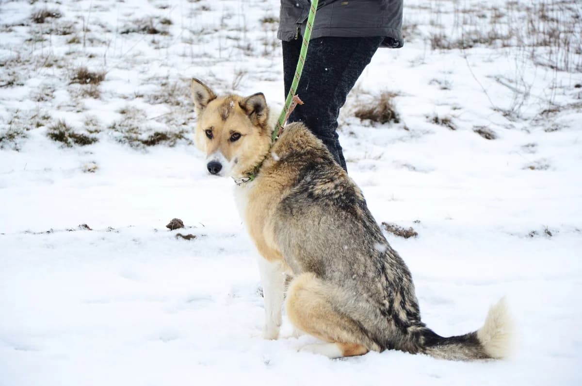 Snyezha (Снєжа), female Mixed Breed for adoption at Притулок Best Friends
