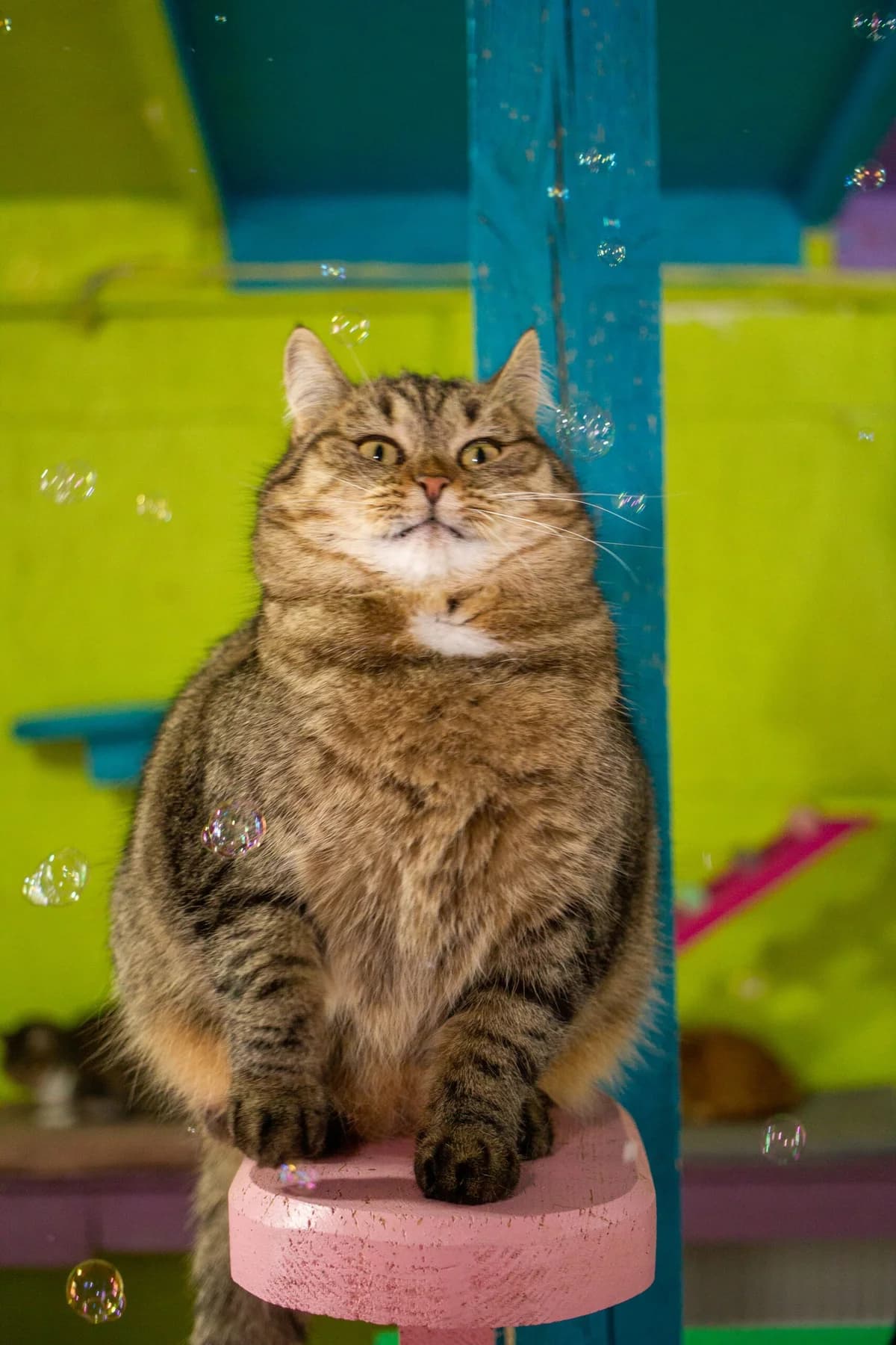 Iriska (Іриска), female Mixed Breed for adoption at Притулок Best Friends