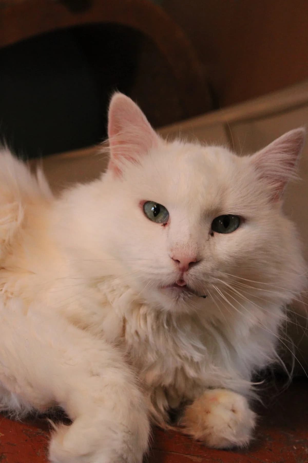 Krizhinka (Крижинка), female Mixed Breed for adoption at Притулок Best Friends
