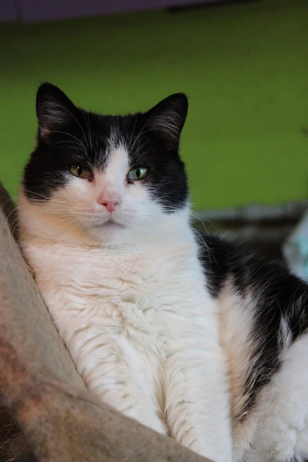 Ponochka (Поночка), female Mixed Breed for adoption at Притулок Best Friends