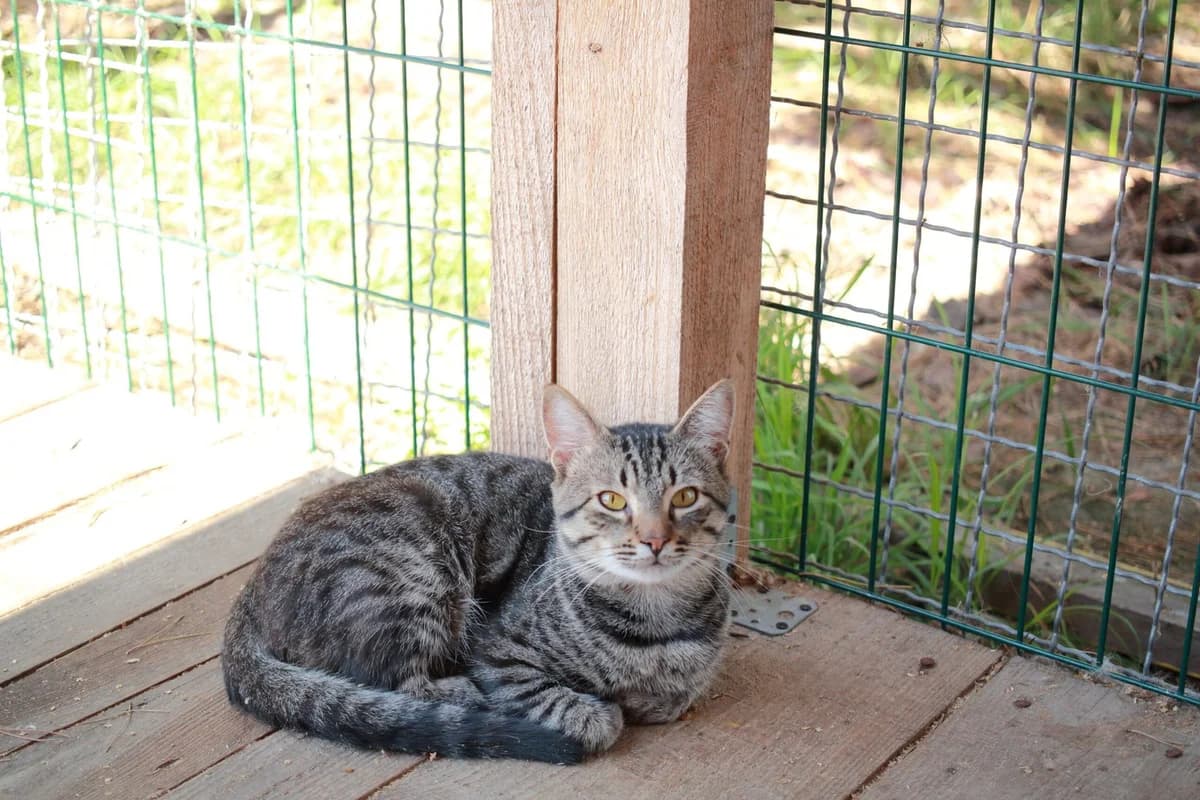 Vesta (Веста), female Mixed Breed for adoption at Притулок Best Friends