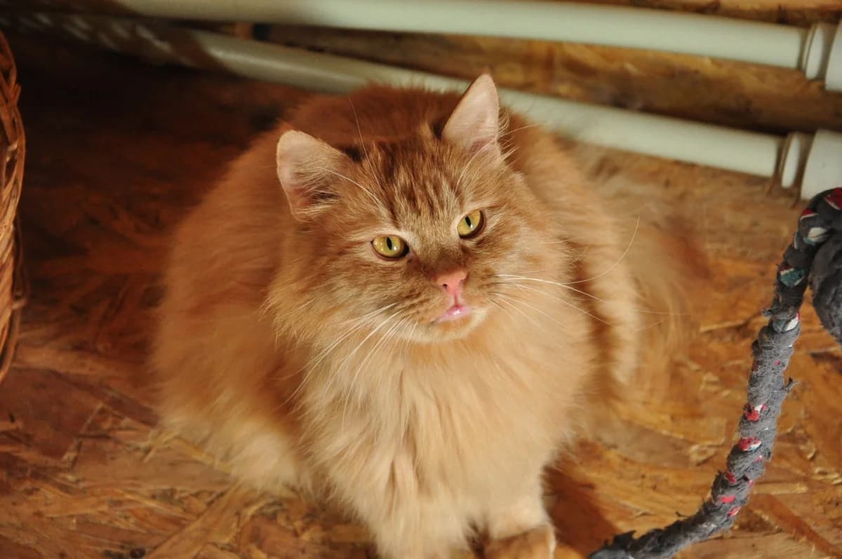 Leo (Лео), male Mixed Breed for adoption at Притулок Best Friends