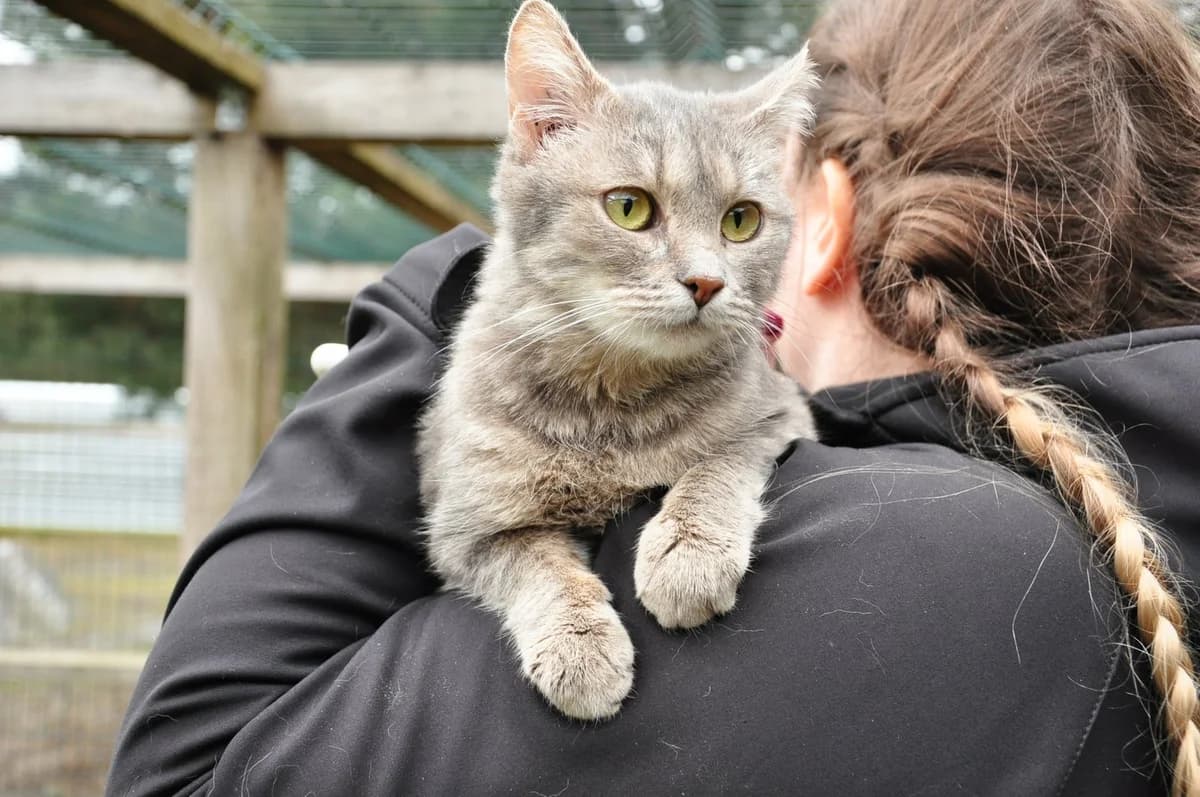 Zhulka (Жулька), female Mixed Breed for adoption at Притулок Best Friends