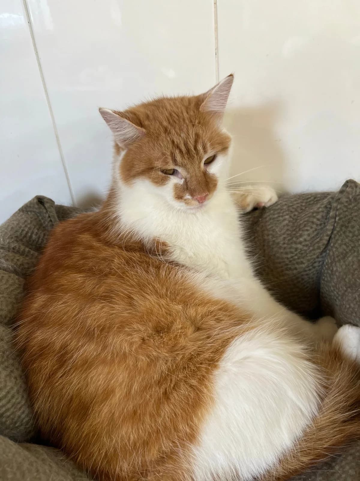 Lyuter (Лютер), male Mixed Breed for adoption at Притулок Best Friends