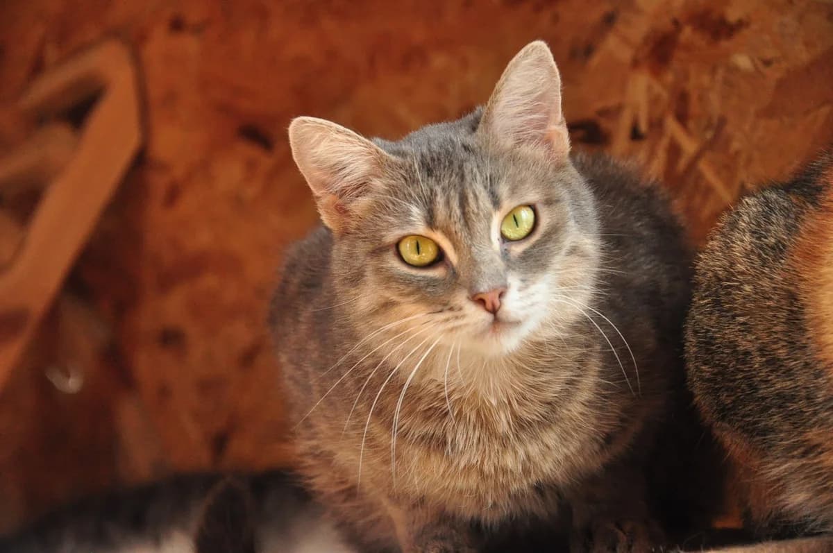 Dzhazi (Джазі), female Mixed Breed for adoption at Притулок Best Friends
