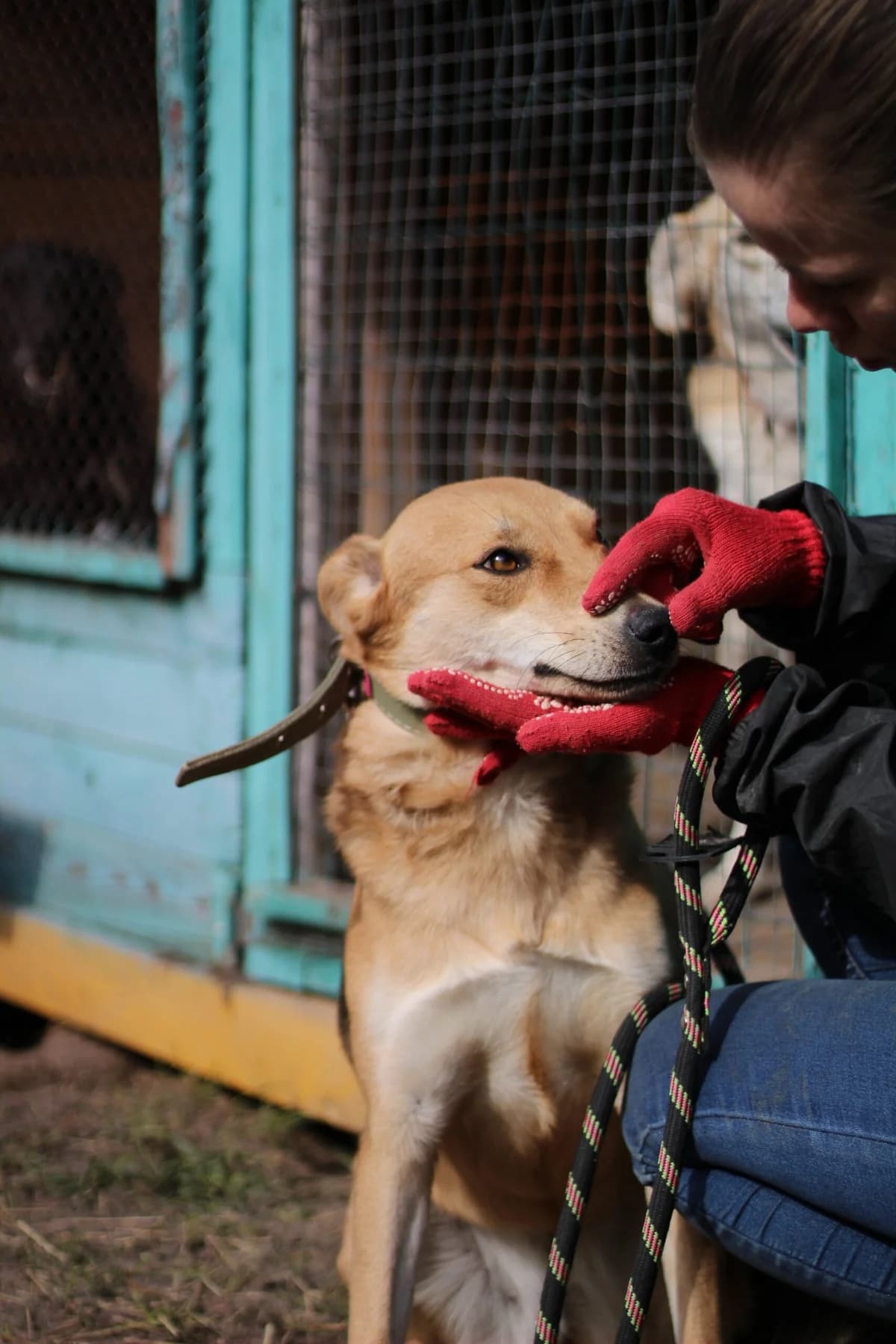 Roksi (Роксі), female Mixed Breed for adoption at Притулок Best Friends
