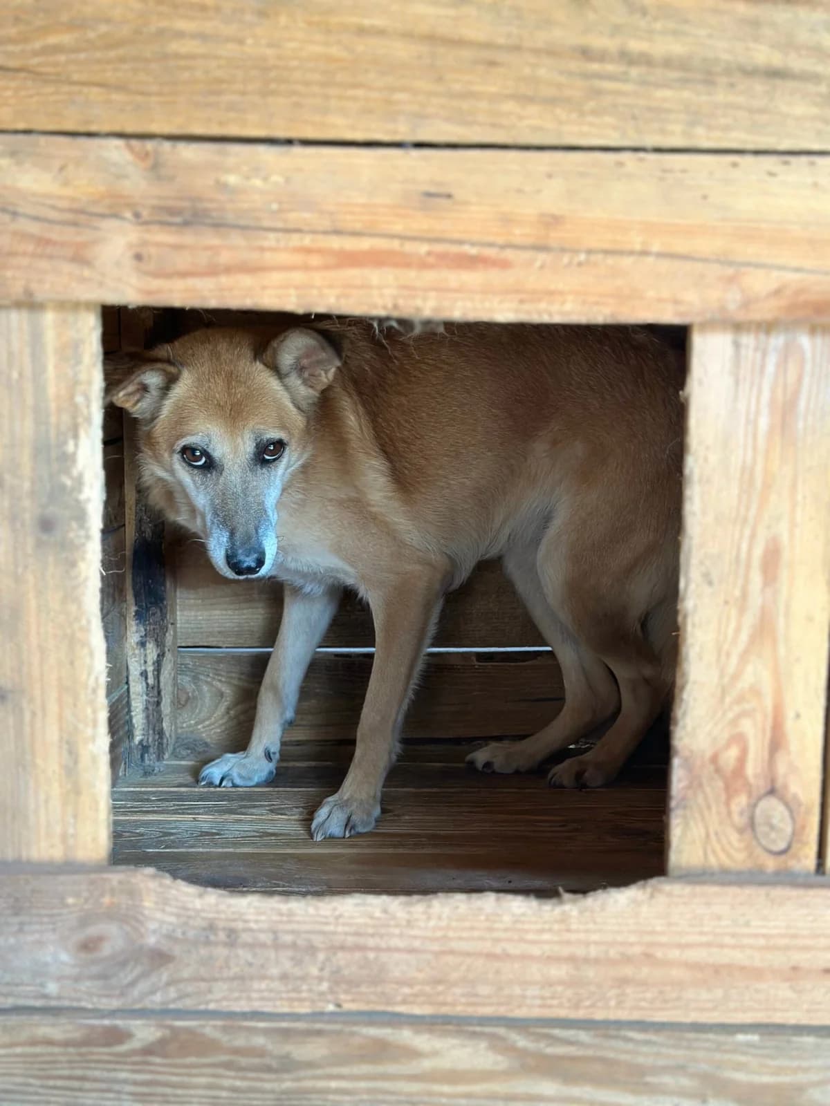 Ruzh (Руж), female Mixed Breed for adoption at Притулок Best Friends