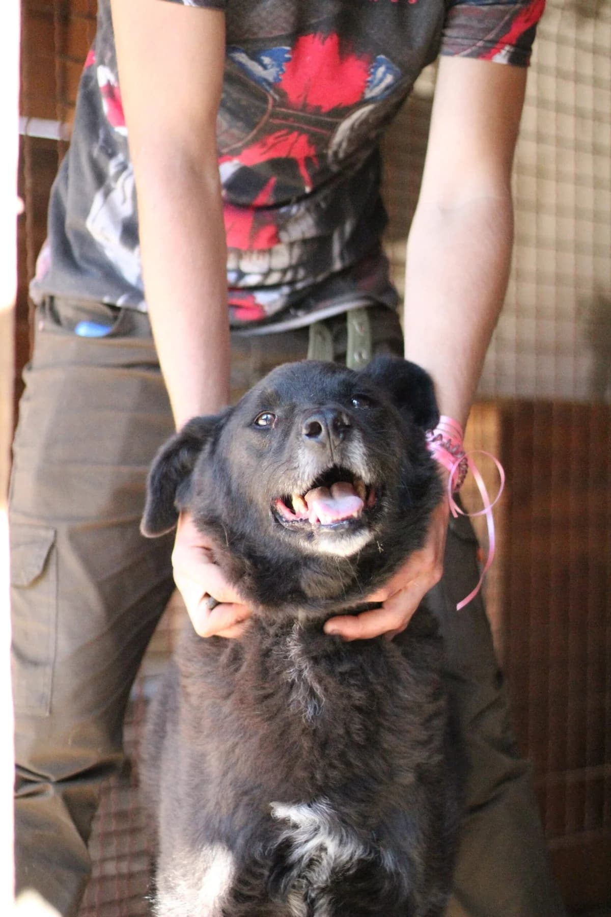 Tapa (Тапа), female Mixed Breed for adoption at Притулок Best Friends