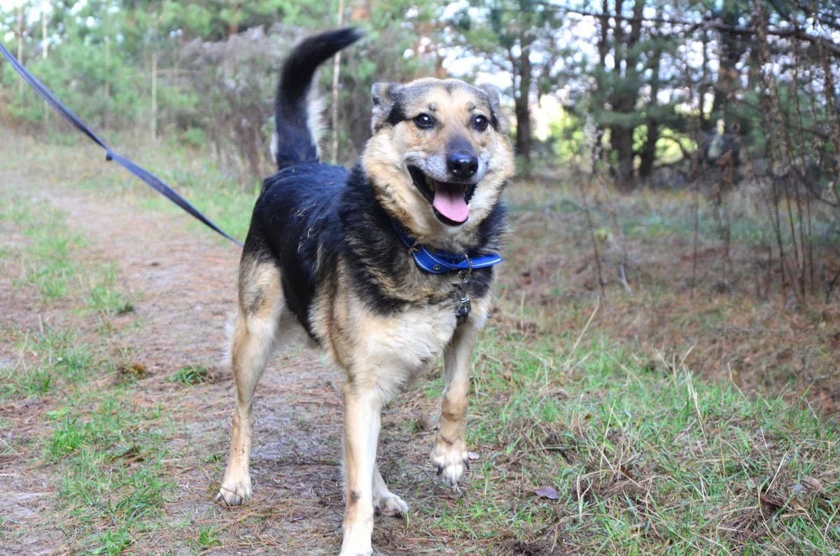 Charlik (Чарлік), male Mixed Breed for adoption at Притулок Best Friends