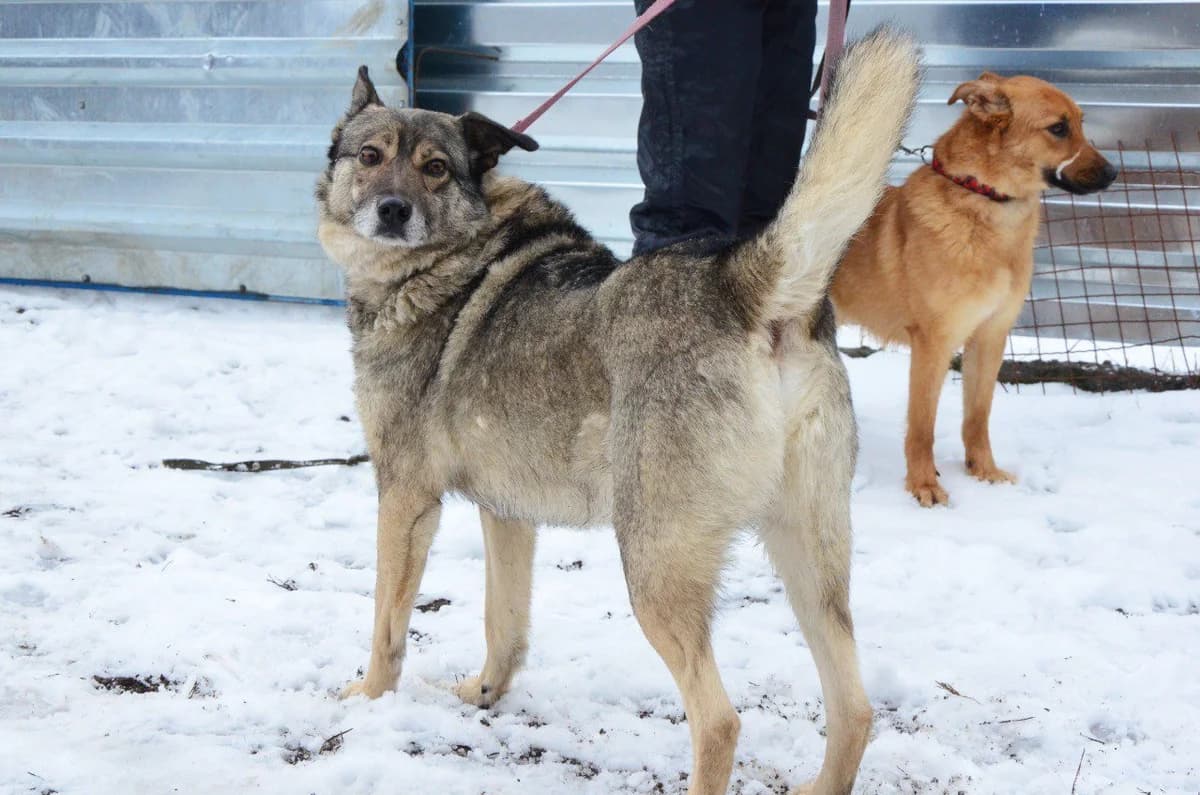 Pilat (Пілат), male Mixed Breed for adoption at Притулок Best Friends