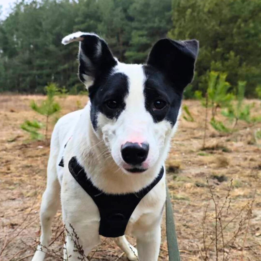 Pinki (Пінкі), male Mixed Breed for adoption at Притулок Best Friends