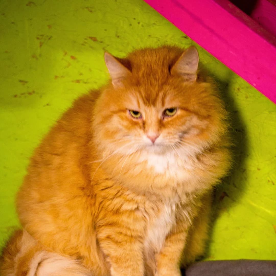 Elis (Еліс), female Mixed Breed for adoption at Притулок Best Friends