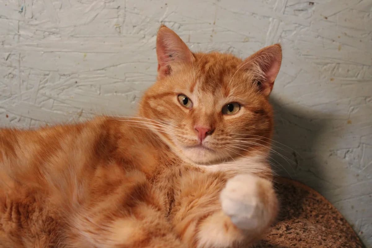 Timmi (Тіммі), male Mixed Breed for adoption at Притулок Best Friends