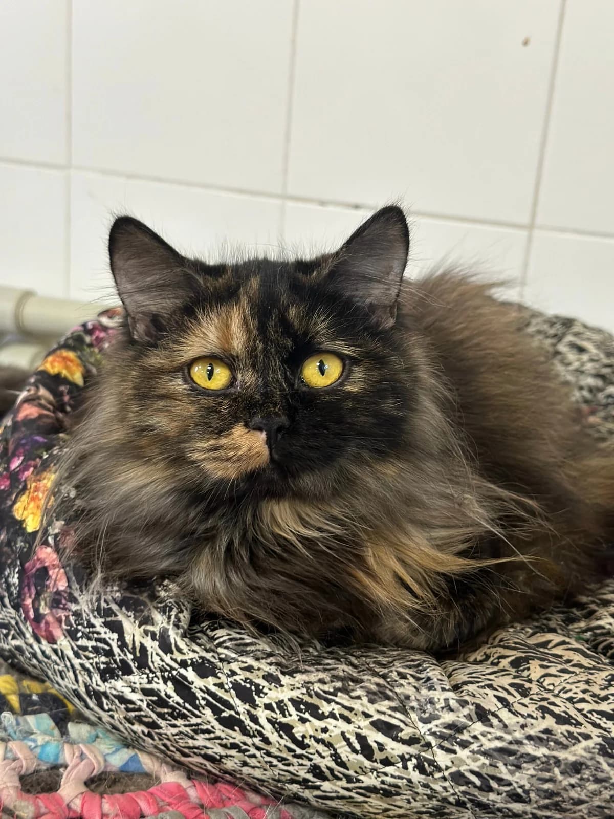 Kitti (Кітті), female Mixed Breed for adoption at Притулок Best Friends