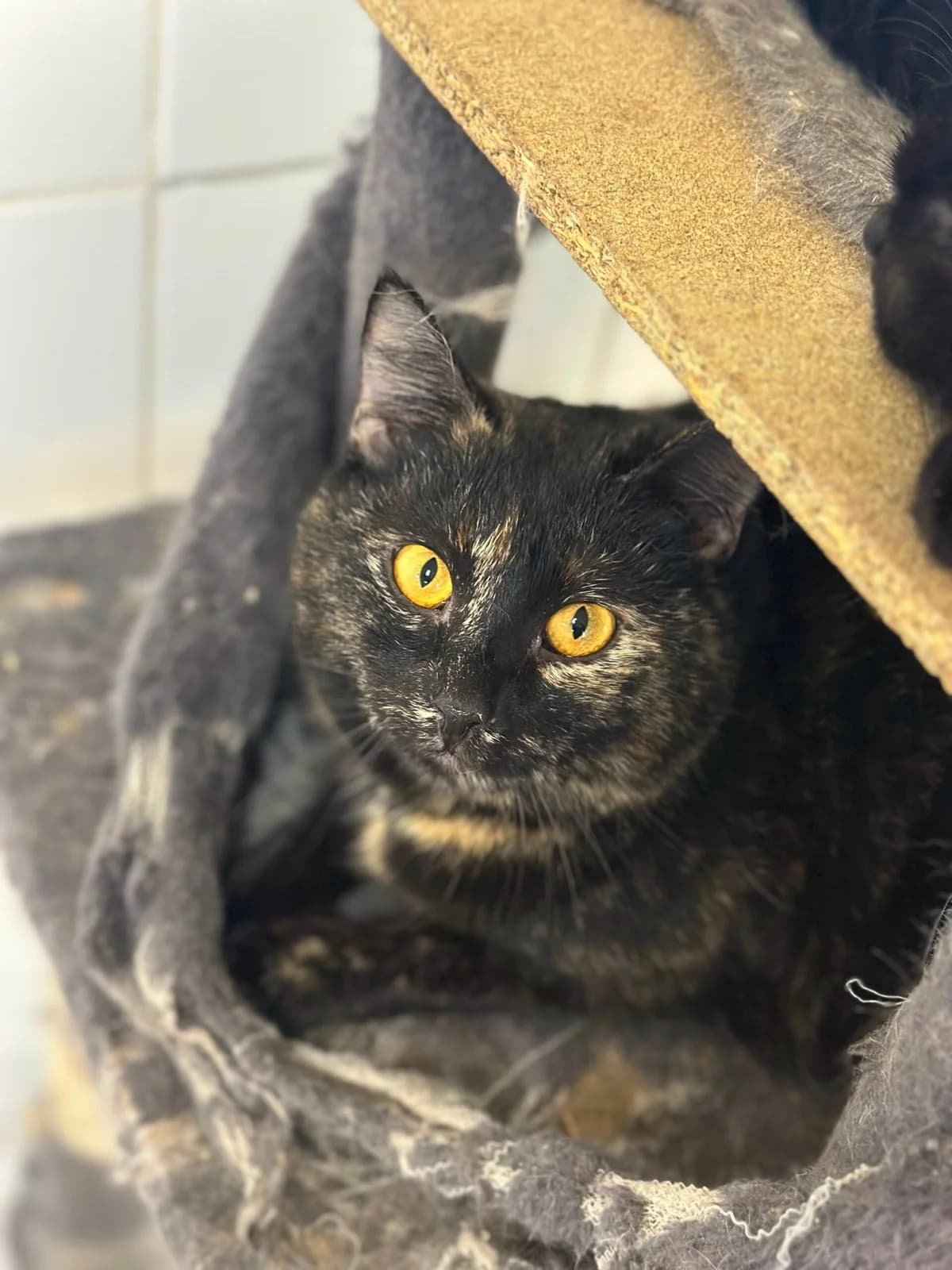 Misti (Місті), female Mixed Breed for adoption at Притулок Best Friends