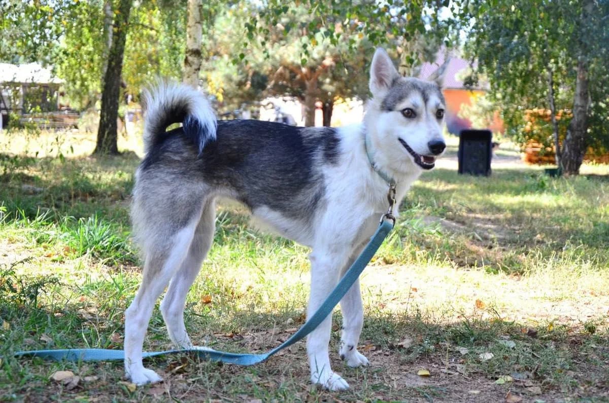 Erika (Еріка), female Mixed Breed for adoption at Притулок Best Friends