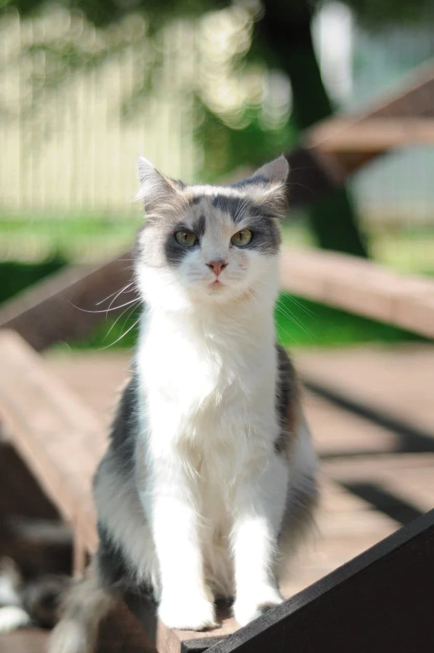 Ariya (Арія), female Mixed Breed for adoption at Притулок Best Friends