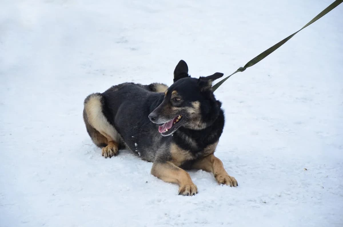 German “Anna” (Герман “Анна”), female Mixed Breed for adoption at Притулок Best Friends
