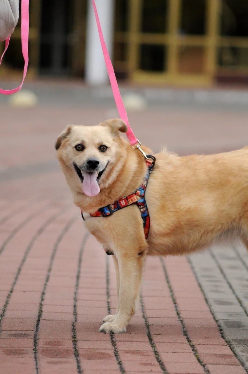 Vanda (Ванда), female Mixed Breed for adoption at Притулок Best Friends