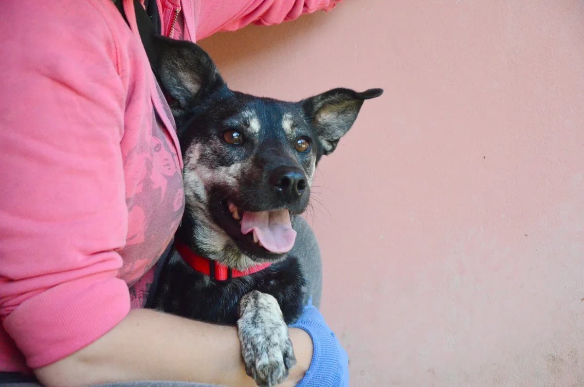 Oreo (Орео), female 4yo Mixed Breed for adoption at Зооцентр Ковчег (Best Friends)