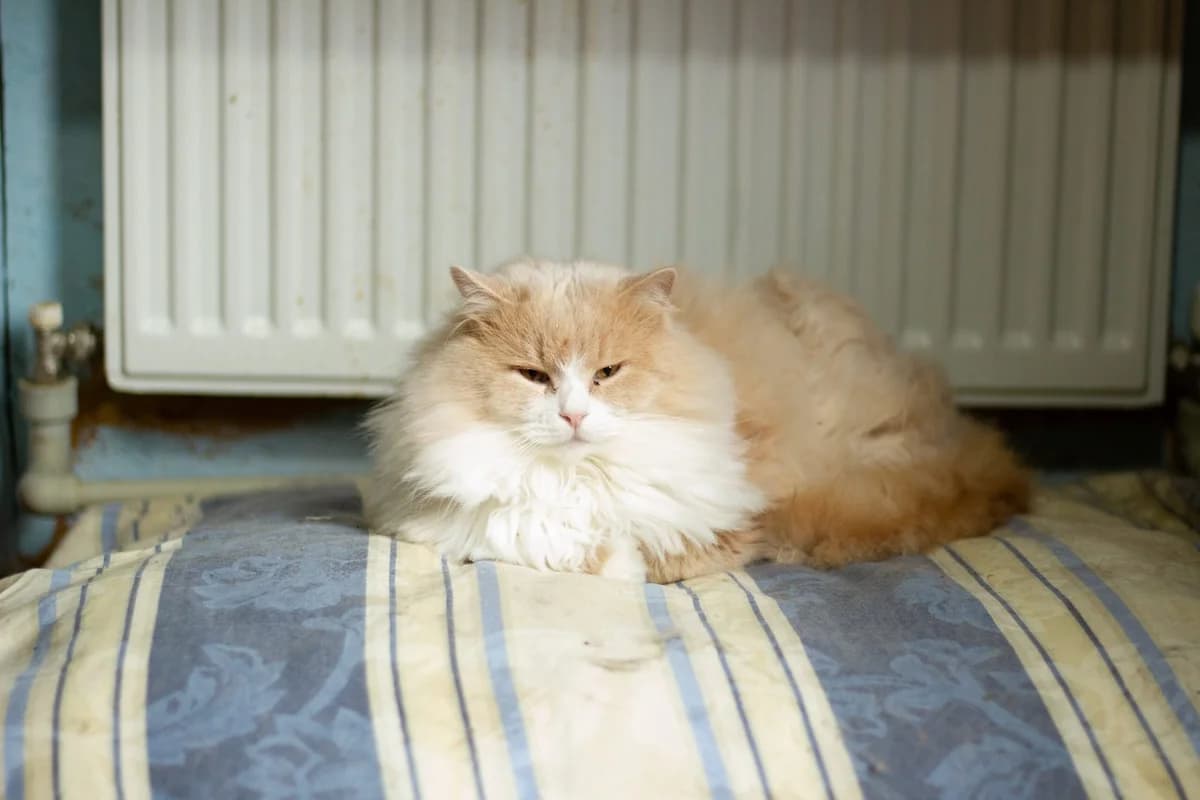 Bilochka (Білочка), female 4yo Mixed Breed for adoption at Зооцентр Ковчег (Best Friends)