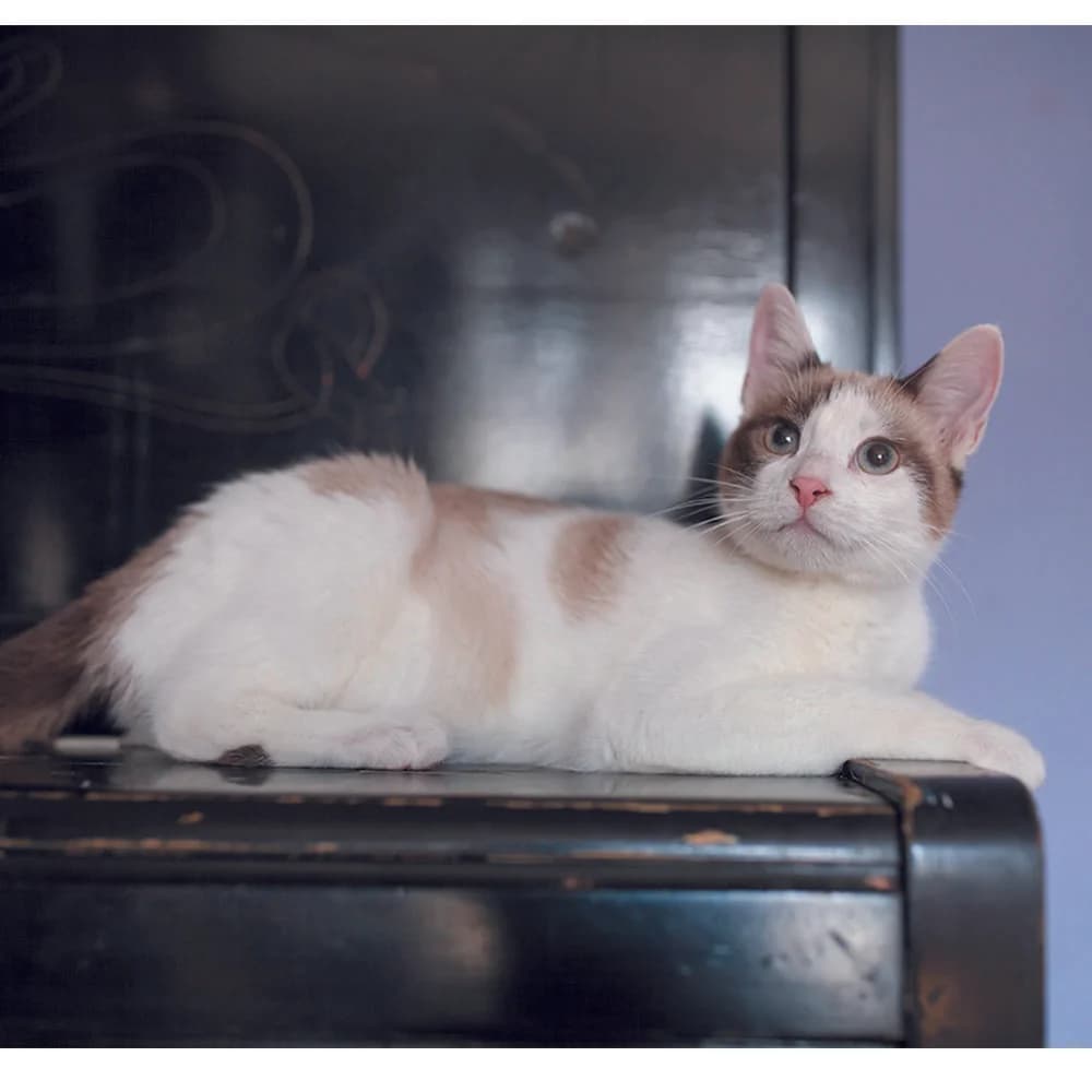 Knopka (Кнопка), Mixed Breed for adoption at Cats for Adoption Kyiv