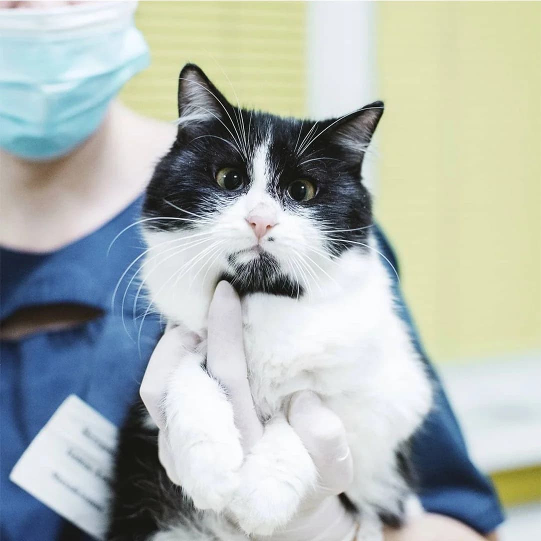 Smilchak (Смільчак), Mixed Breed for adoption at Cats for Adoption Kyiv