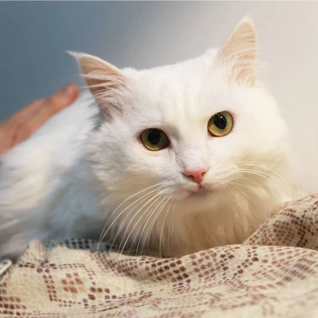 Bilochka (Білочка), Mixed Breed for adoption at Cats for Adoption Kyiv