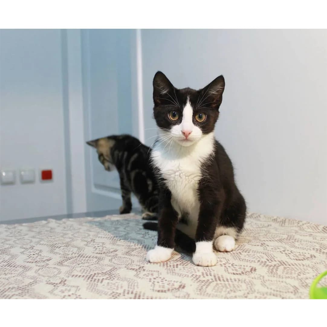 Meggi (Меггі), Mixed Breed for adoption at Cats for Adoption Kyiv
