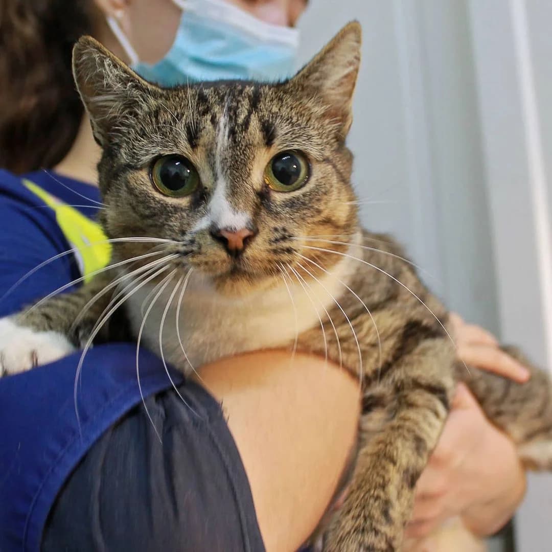 Tusya (Туся), Mixed Breed for adoption at Cats for Adoption Kyiv