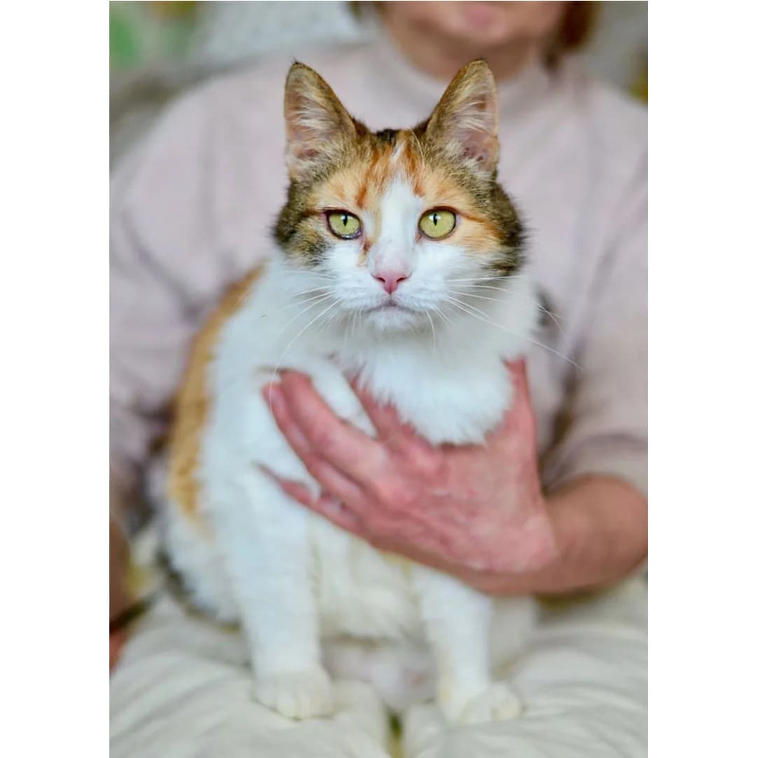 Vafelka (Вафелька), Mixed Breed for adoption at Cats for Adoption Kyiv