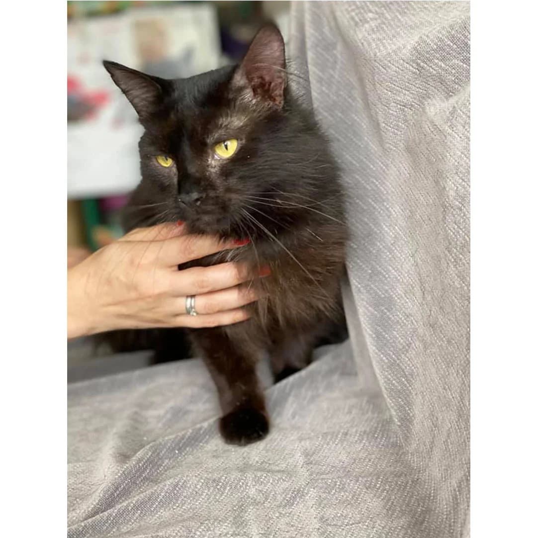 Nora (Нора), Mixed Breed for adoption at Cats for Adoption Kyiv