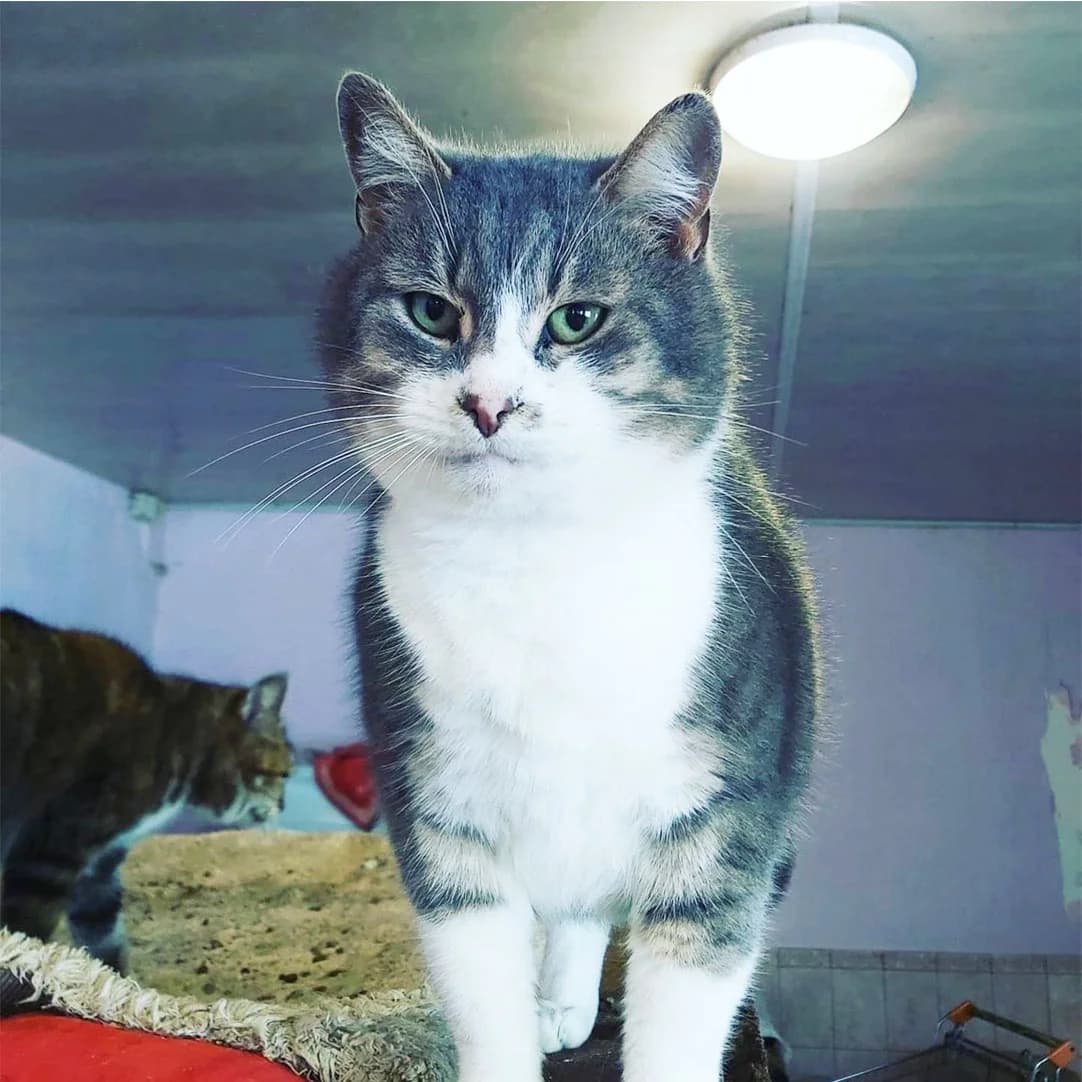 Chester (Честер), Mixed Breed for adoption at Cats for Adoption Kyiv