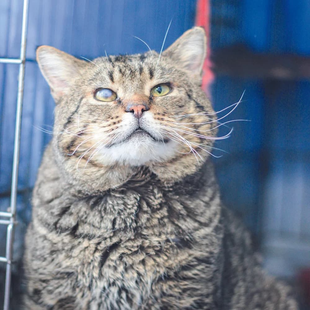 Matroskin (Матроскін), Mixed Breed for adoption at Cats for Adoption Kyiv