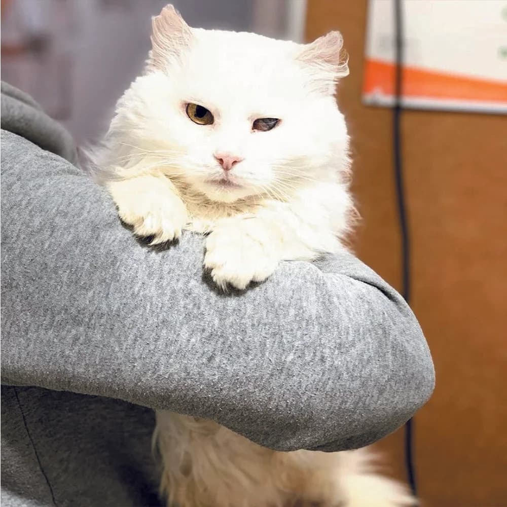 B'yanka (Б'янка), Mixed Breed for adoption at Cats for Adoption Kyiv