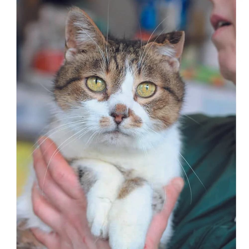 Mirosha (Міроша), Mixed Breed for adoption at Cats for Adoption Kyiv