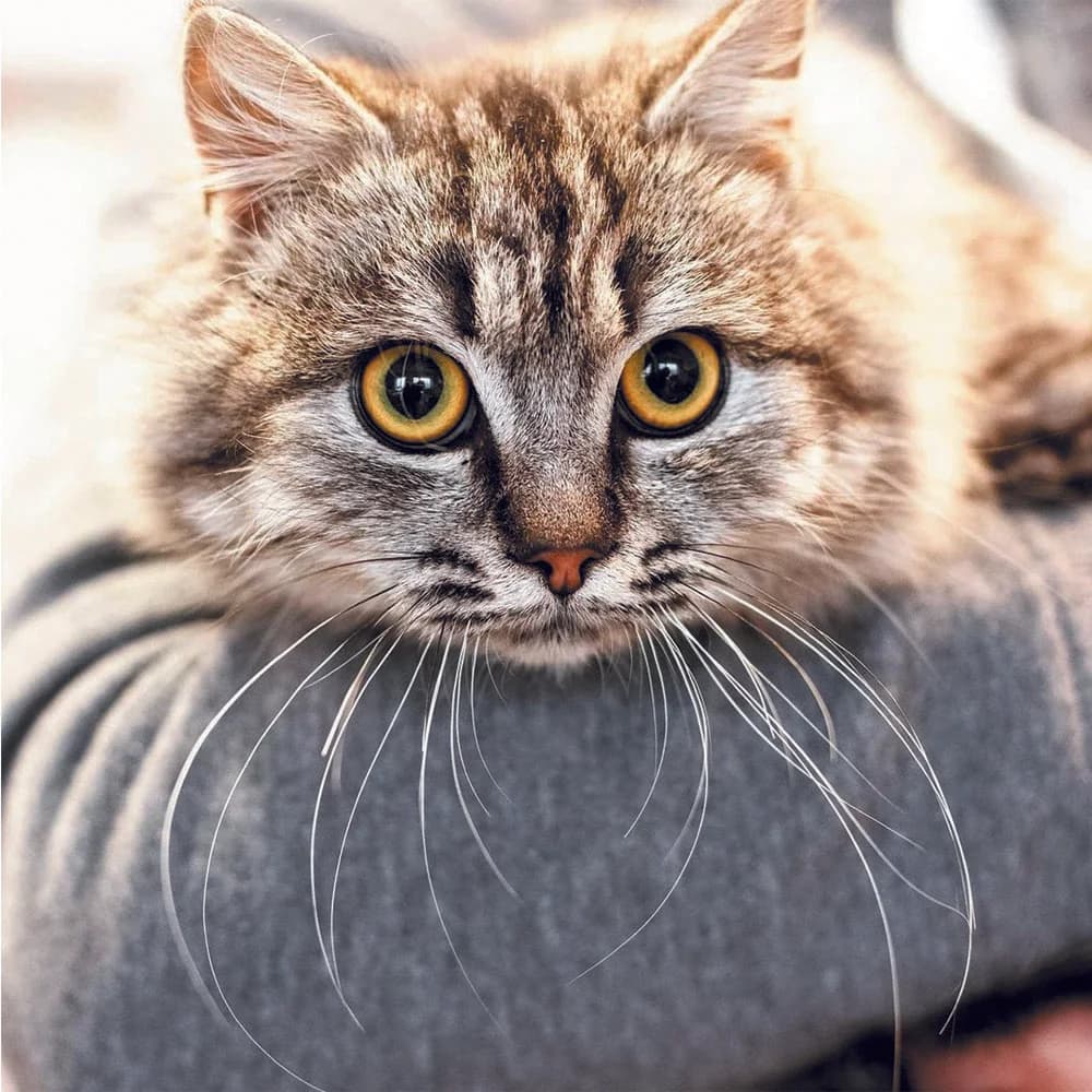 Zhustin (Жустін), Mixed Breed for adoption at Cats for Adoption Kyiv