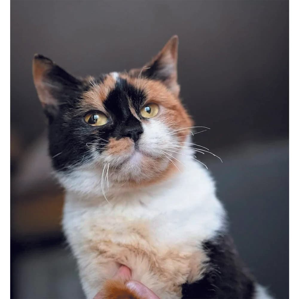 Manya (Маня), Mixed Breed for adoption at Cats for Adoption Kyiv
