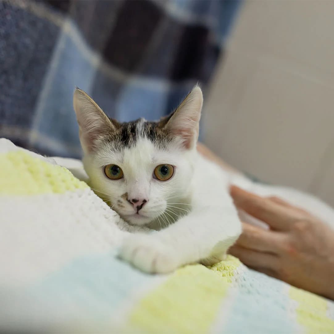 Sonya (Соня), Mixed Breed for adoption at Cats for Adoption Kyiv