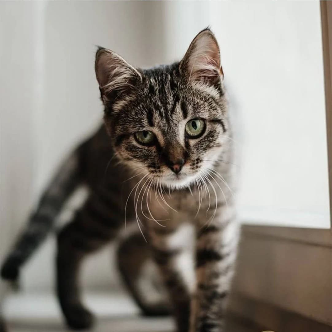 Ariel (Аріель), Mixed Breed for adoption at Cats for Adoption Kyiv