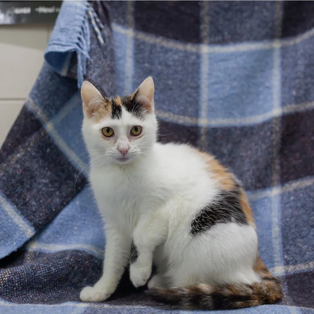 Markiza (Маркіза), Mixed Breed for adoption at Cats for Adoption Kyiv